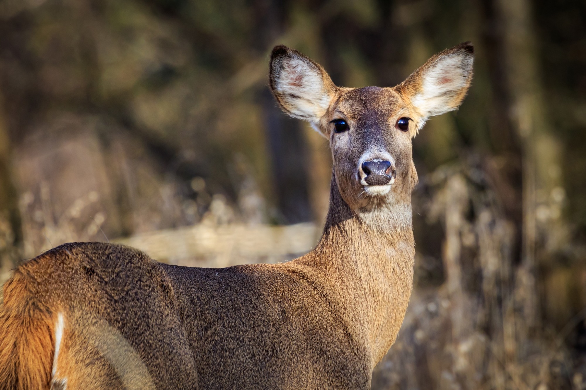 Iowa's Deer Exchange Program Cedar County, Iowa